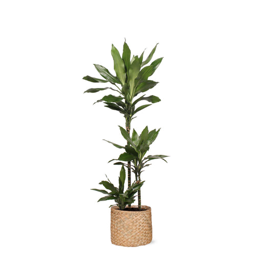 dracaena-janet-lind-o24cm-↕120cm-in-albury-natural-mand