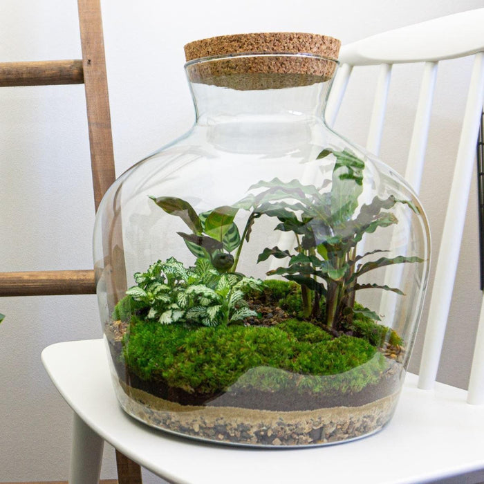 diy-terrarium-fat-joe-↕-30-cm-normal