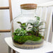 diy-terrarium-fat-joe-↕-30-cm-normal