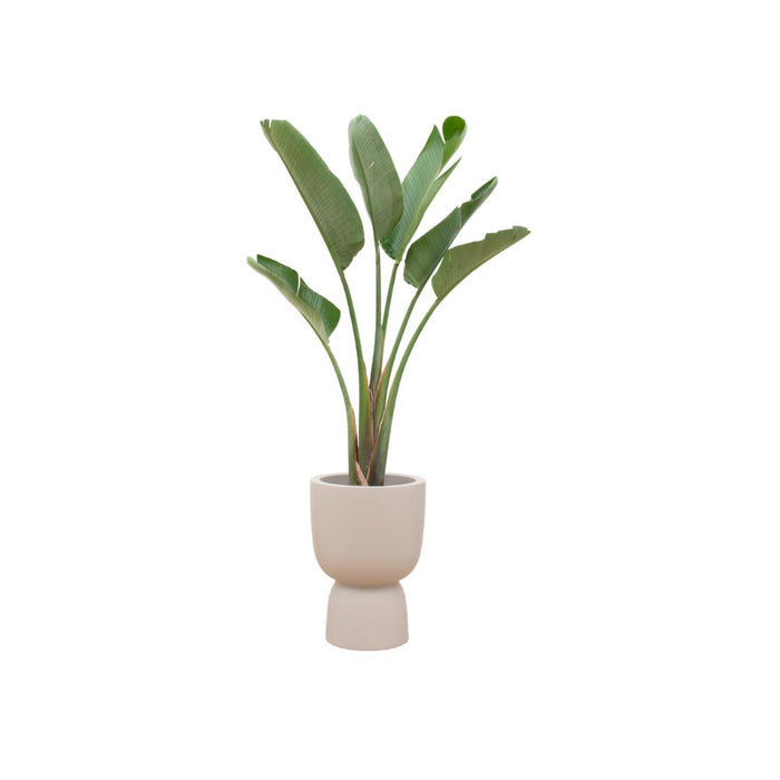 combi-deal-strelitzia-augusta-inclusief-elho-pure-coupe-beige-o41-210-cm