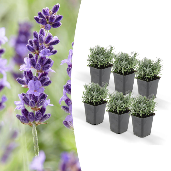 6x-lavandula-hidcote-↕10-25cm-o9cm