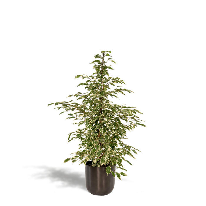 ficus-benjamina-twilight-95cm-o21cm-pot-mayk-lead