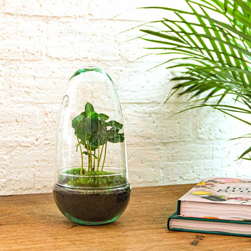 diy-terrarium-egg-coffea-arabica-↕-25-cm