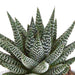 gasteria-haworthia-mix-8-5cm-3x-in-mexicaanse-pot