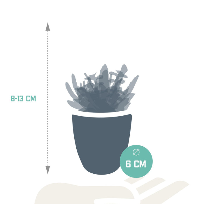 vetplanten-mix-5-5-cm-5x-in-witte-pot