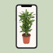 dracaena-golden-coast-o27cm-↕110cm