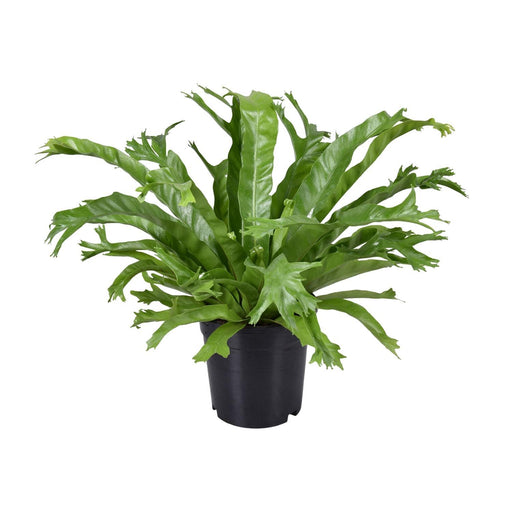 asplenium-nidus-crissie-o17cm-↕40cm