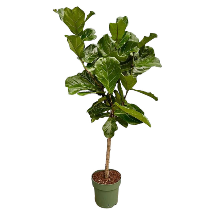 ficus-lyrata-stam-160-cm-o27