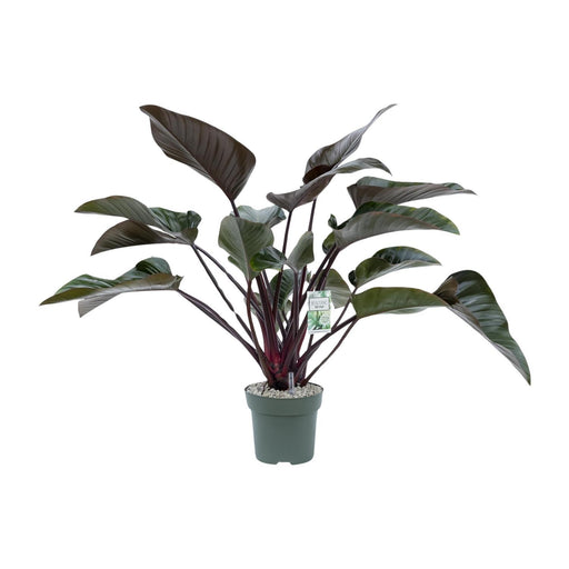 philodendron-red-beauty-o27cm-↕60cm