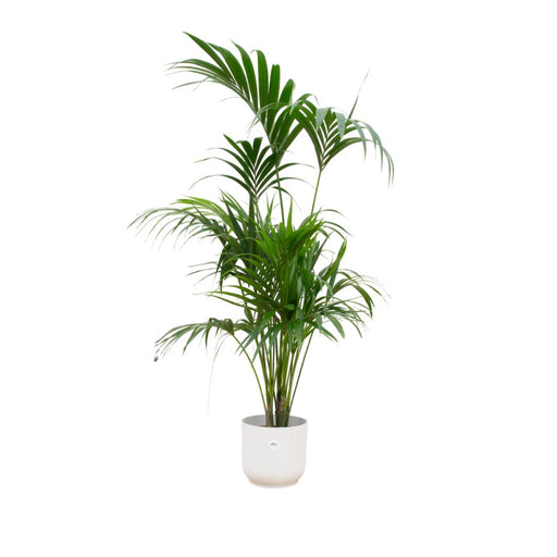 combi-deal-kentia-palm-inclusief-elho-vibes-fold-round-wit-o30-180-cm