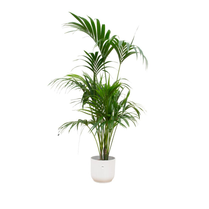 combi-deal-kentia-palm-inclusief-elho-vibes-fold-round-wit-o30-180-cm