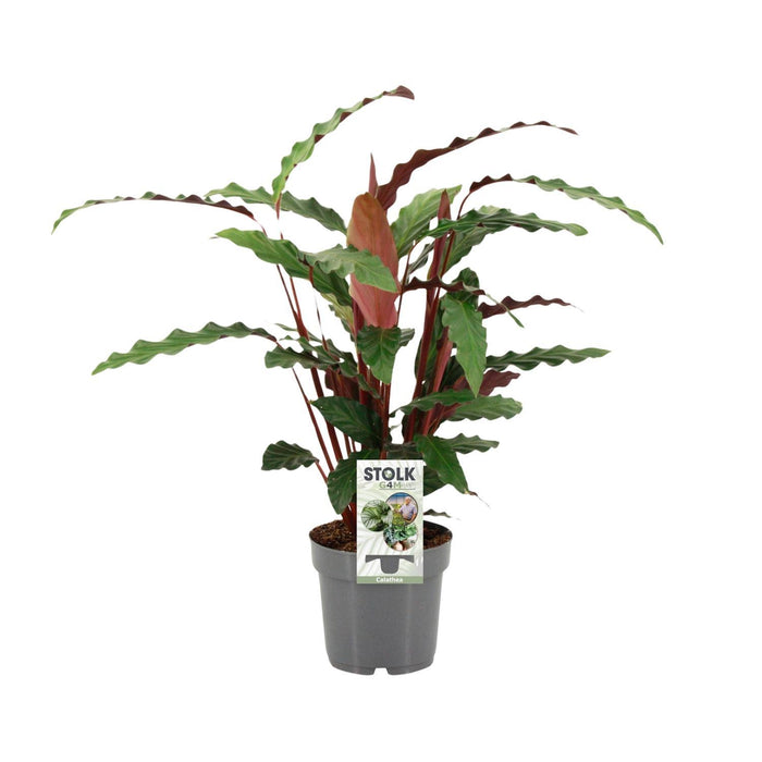 calathea-rufibarba-o14cm-↕50cm