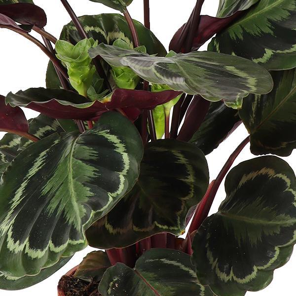 calathea-medaillon-o21cm-↕70cm