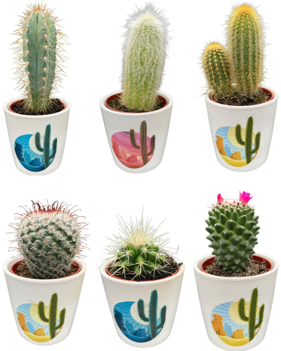 cactus-mix-↕8-15cm-6-stuks-rising-sun-o7-5-cm