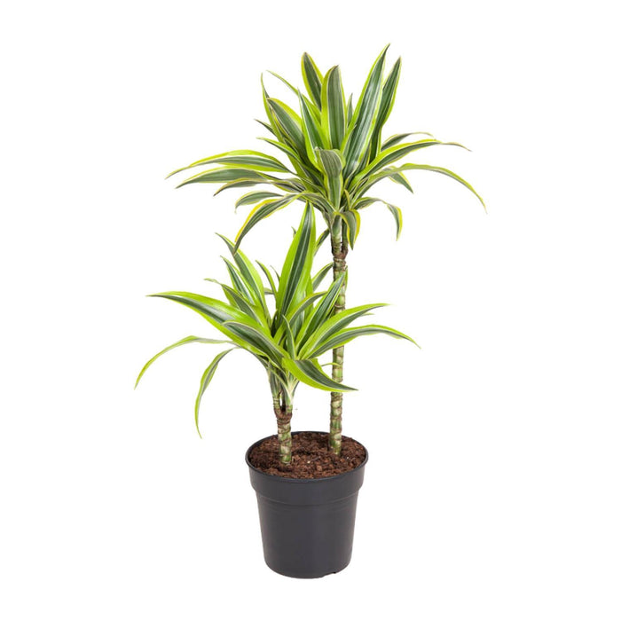 dracaena-lemon-lime-o19cm-↕100cm