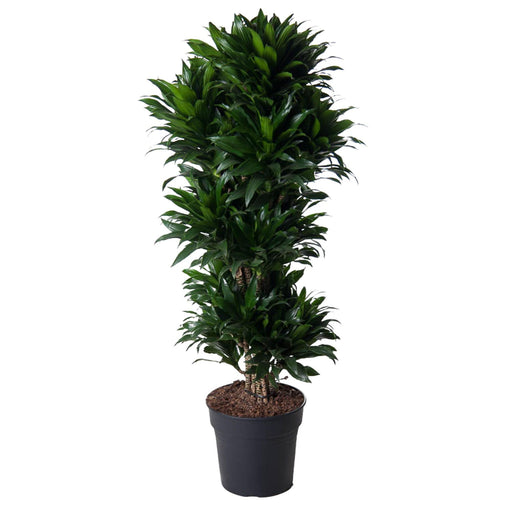 dracaena-compacta-vertakt-140-cm-o31