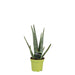 aloe-vera-10-5cm-o10-5-↕35