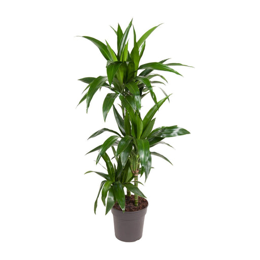 dracaena-janet-craig-o21cm-↕110cm