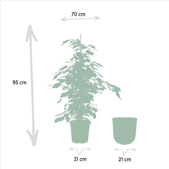 ficus-benjamina-danielle-95cm-o21cm-pot-mayk-gold