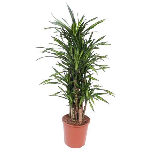 dracaena-riki-140-cm-o30