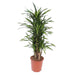 dracaena-riki-140-cm-o30