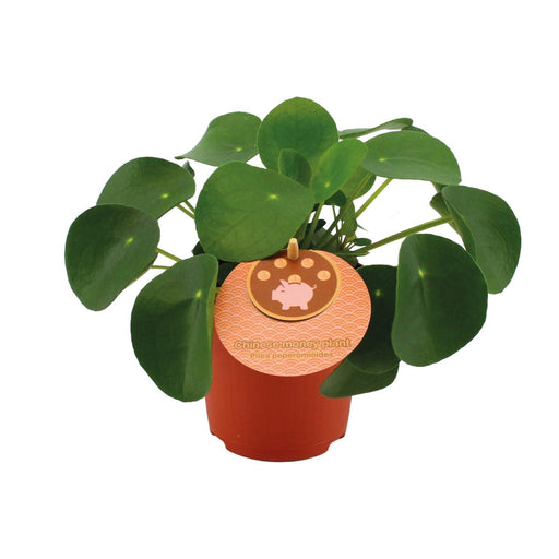 pilea-peperomioides-o11cm-↕15cm