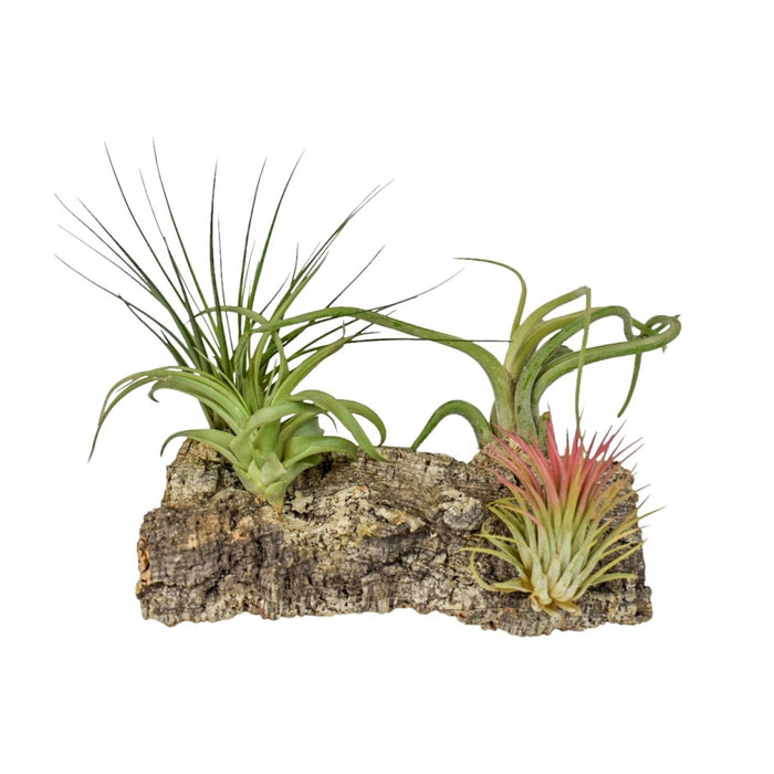 tillandsia-kurkhout-large-o17cm-↕17cm