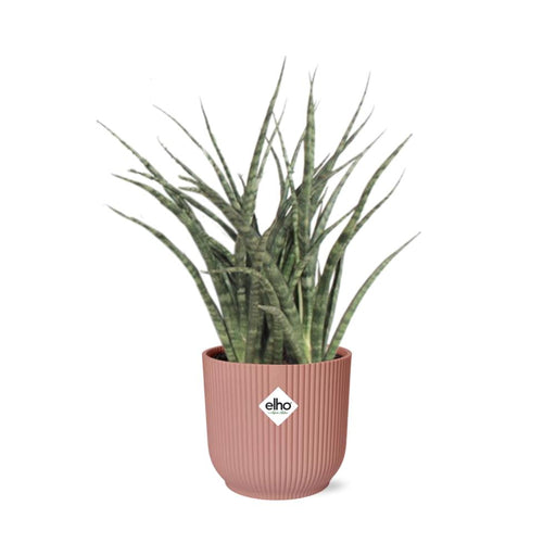 sansevieria-fernwood-punk-in-elho-vibes-fold-14cm-roze