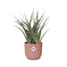 sansevieria-fernwood-punk-in-elho-vibes-fold-14cm-roze