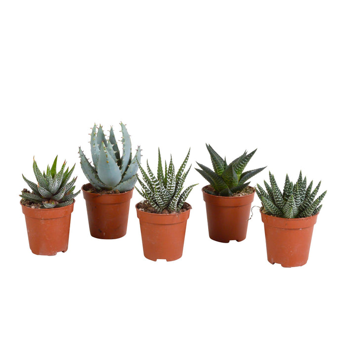 gasteria-haworthia-mix-5-5cm-zonder-pot-5x