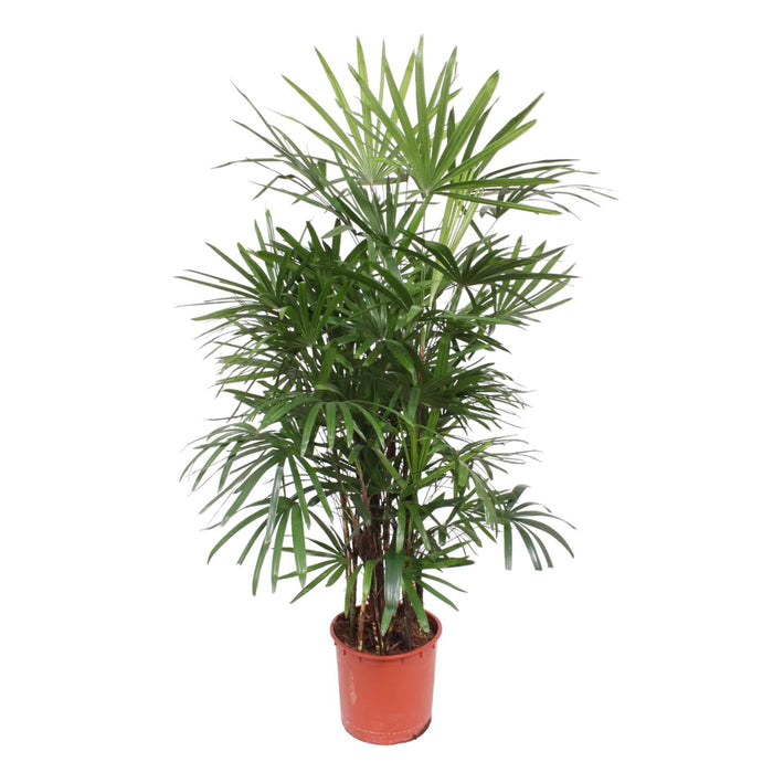 rhapis-excelsa-190-cm-o34