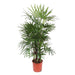 rhapis-excelsa-190-cm-o34