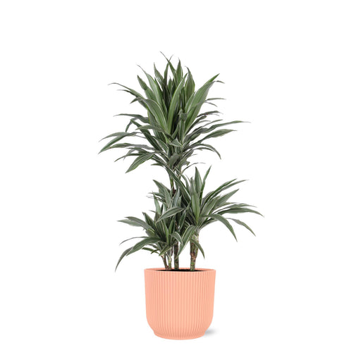 dracaena-warneckii-o21cm-↕65cm-in-vibes-roze-pot