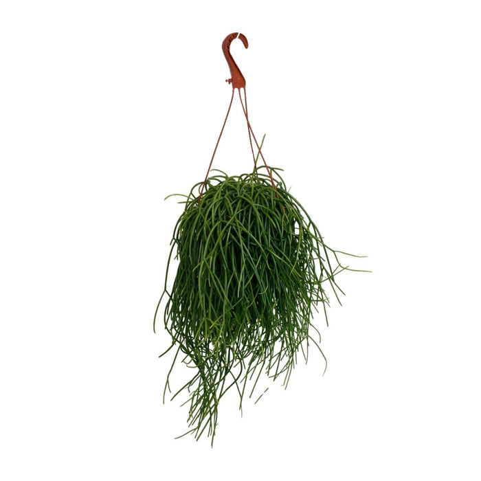 rhipsalis-shaferi-o17cm-↕45cm