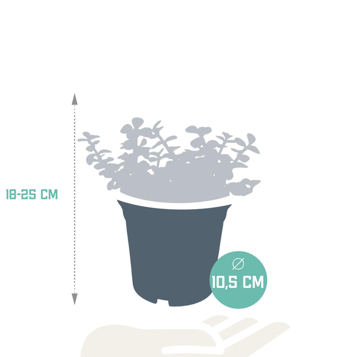 portulacaria-afra-zonder-pot