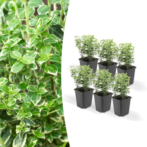 6x-euonymus-emerald-n-gaity-↕10-25cm-o9cm