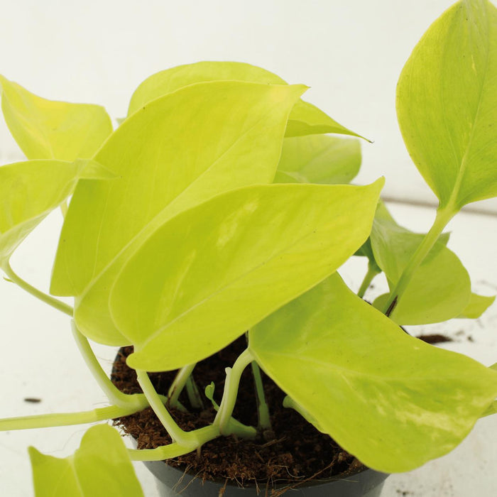 4x-epipremnum-golden-pothos-scindapsus-15cm-o12