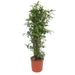 dracaena-surculosa-150-cm-o34