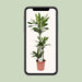 dracaena-janet-lind-o24cm-↕130cm