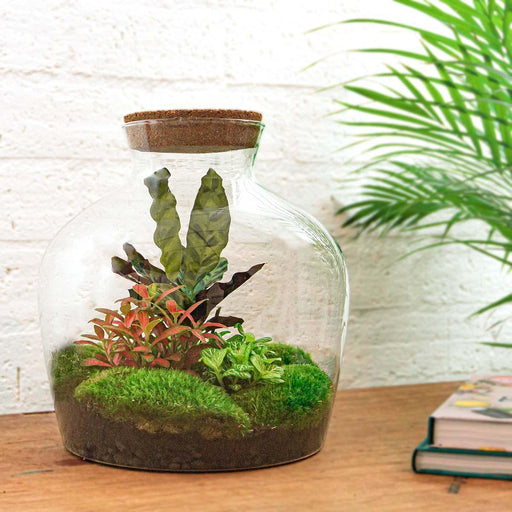 diy-terrarium-fat-joe-rood-↕-30-cm-normal