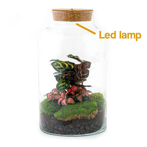 diy-terrarium-milky-calathea-with-light-↕-31-cm-normal