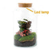 diy-terrarium-milky-calathea-with-light-↕-31-cm-normal