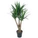 yucca-elephantipe-vertakt-150-cm-o31-1