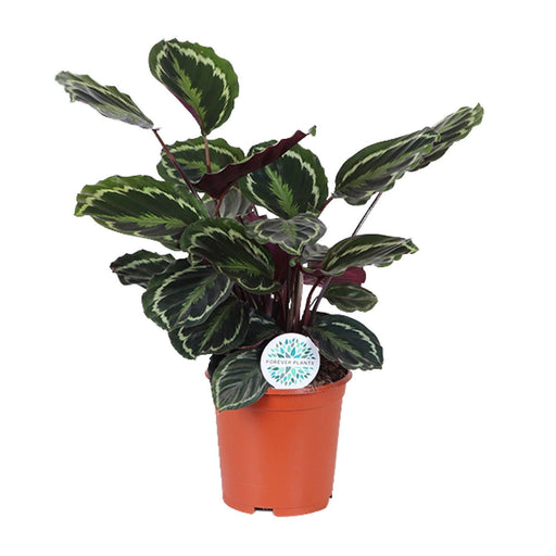 calathea-medallion-o21cm-↕70cm