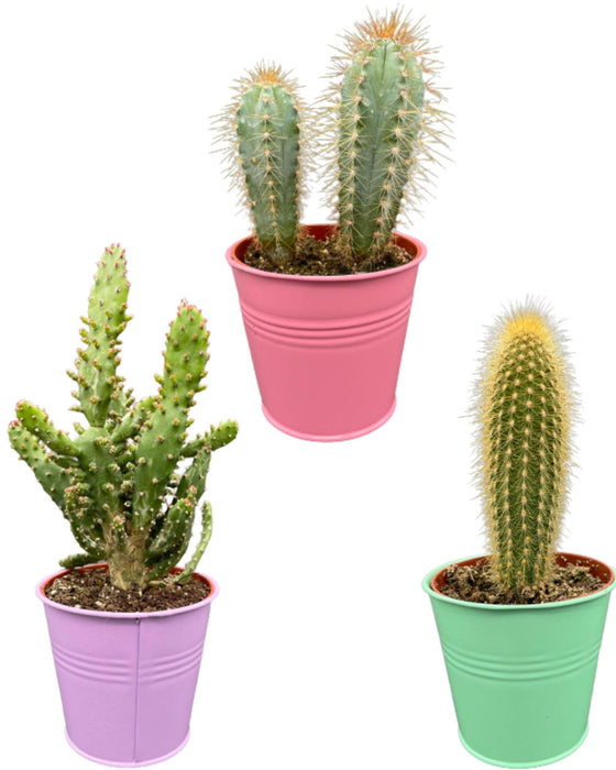 cactus-palen-mix-↕15-20cm-3-stuks-colored-zinc-o9-5-cm