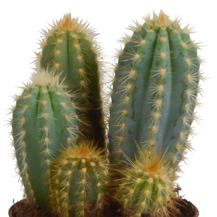 cereus-mix-10-5cm-3x-in-mexicaanse-pot