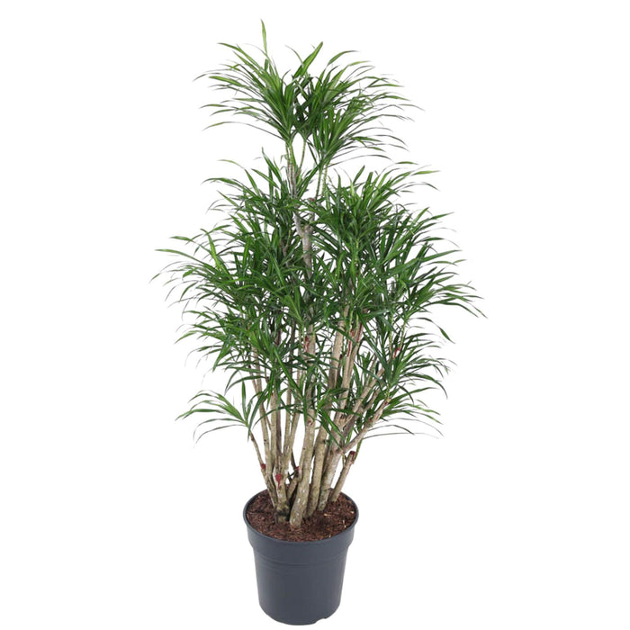 dracaena-anita-vertakt-140-cm-o31