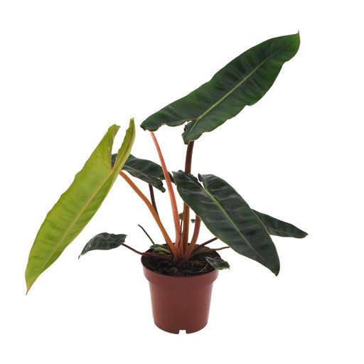 philodendron-billietiae-o12cm-↕25cm