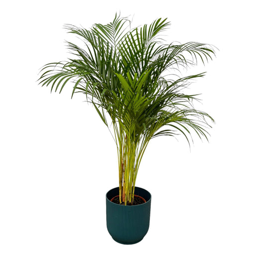 areca-palm-130cm-o24cm-inclusief-elho-vibes-fold-round-blauw-d30xh27