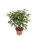 schefflera-gold-capella-vertakt-130-cm-o40